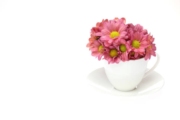 istock chrysanthemums in the coffee cup 1163222122
