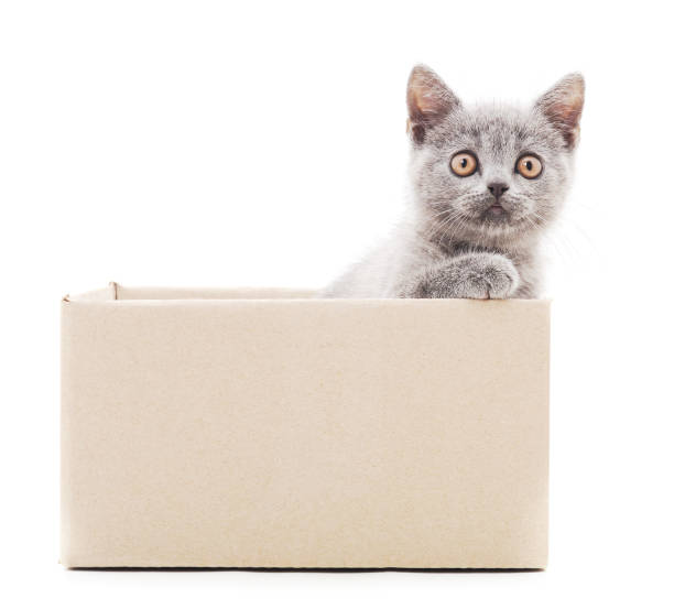 istock Little cat in the box. 1163222772
