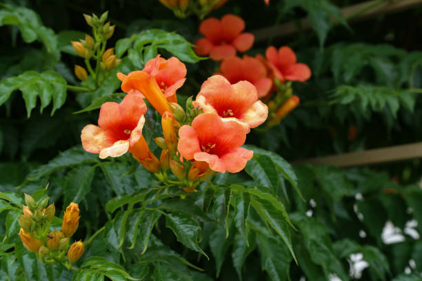 istock The blossoming tekom - Campsis, against from leaves 1163223965