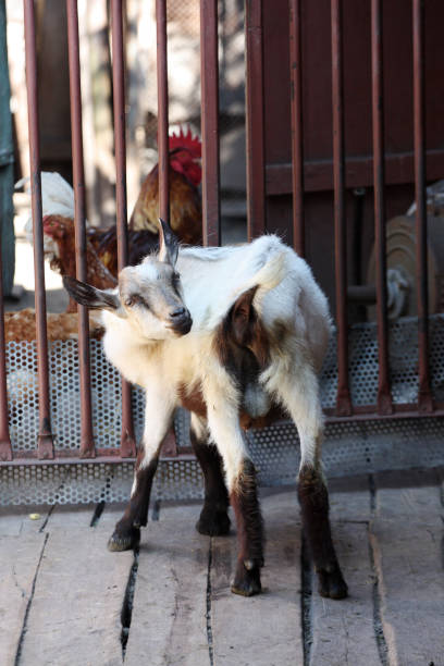 Tywo brown little goatling is on farm