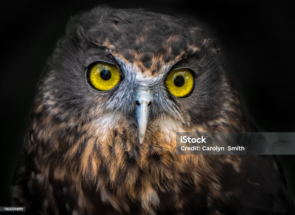 Little Ruru (Morepork) owl looking out from the dark -portrait, headshot The ruru, a small New Zealand owl, is nocturnal and this one emerges from the dark with light reflecting on its head making its bright yellow eyes, sharp beak  and soft brown and white feathers stand out. Owl Stock Photo