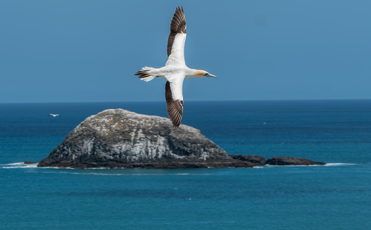 A gannet flying to the gannet breeding colony at Muriwai Beach on the coast of New Zealand. The bird is just above the small island and the horizontal  photo shows the bird, island, sea and blue sky.