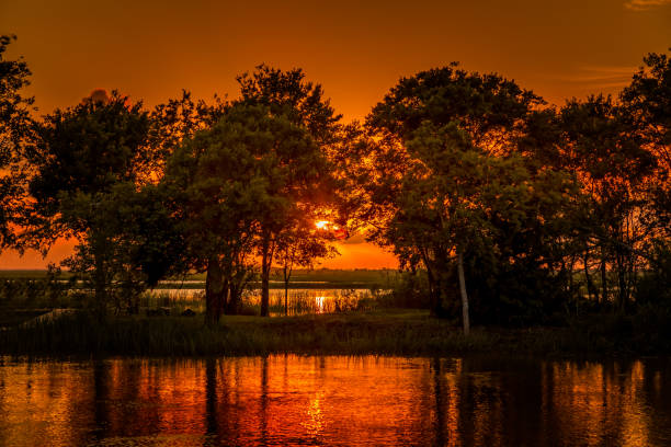 um pôr do sol da noite feliz do aquecimento no sul do pântano de houston, texas no golfo de - cypress tree fotos - fotografias e filmes do acervo