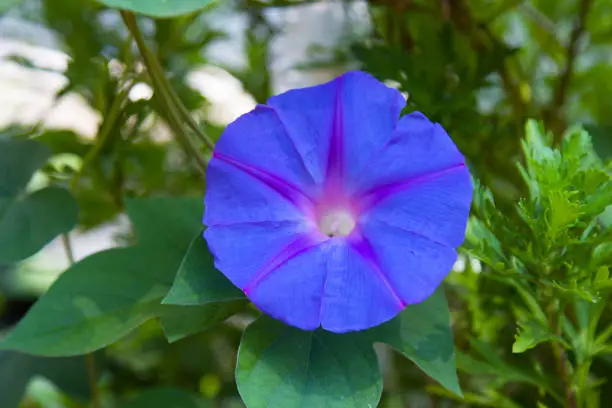 Blue flower of a climbing plant. Weed family onvolvulus. A bindweed with blue flowers in the shape of a gramophone