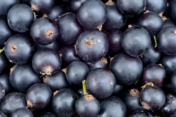 istock Berries of ripe black currant as a background. 1163229192