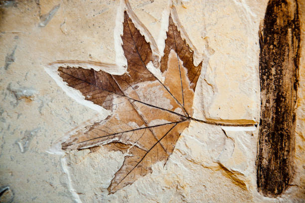 シカモアの木の葉の化石 - fossil leaves ストックフォトと画像