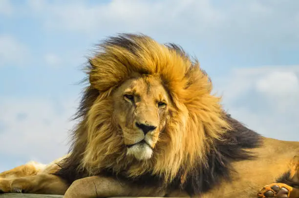 Photo of Closeup of a majestic young brown lion during a South African Safari