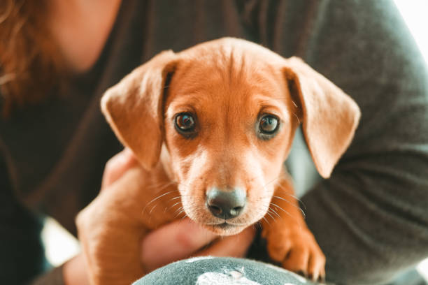 istock cute dachshund puppy on hand 1163233667
