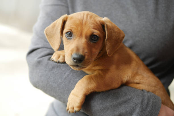 istock cute dachshund puppy on hand 1163233678