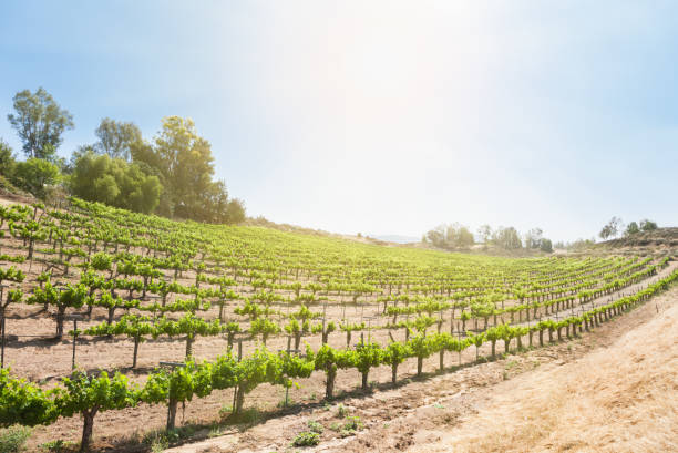 istock Beautiful Wine Grape Vineyard Farm in the Afternoon Sun. 1163235417