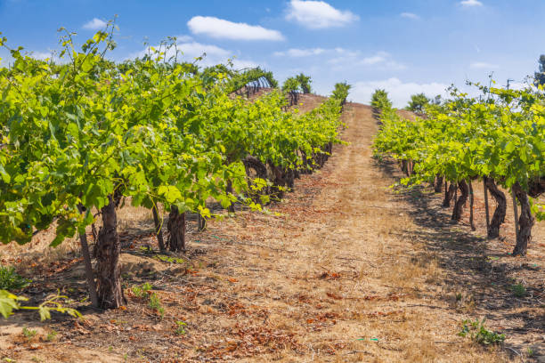 istock Beautiful Wine Grape Vineyard Farm in the Afternoon Sun. 1163235419