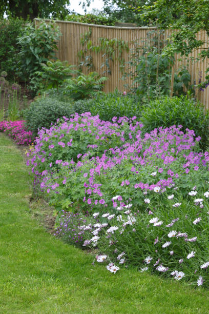 istock English garden flower border 1163238008