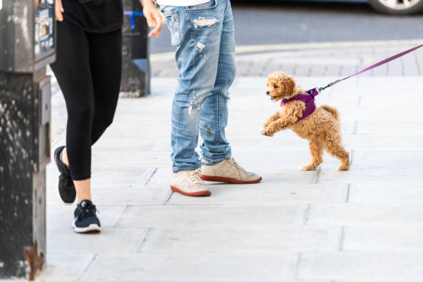 Happy cute and adorable small brown dog on leash on road street sidewalk pavement in urban town city jumping on pedestrians people and owner stock photo