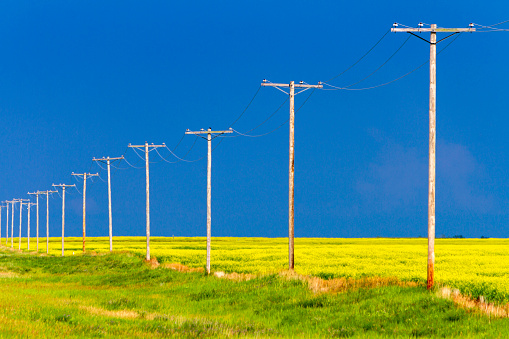 Wood telephone poles in a row in a yellow canola field in the Canadian Prairies.