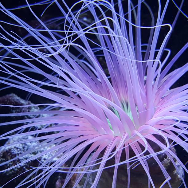 istock Tube Anemone 1163241340