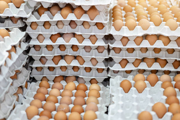 a lot of chicken eggs in special cardboard packaging, trays are on the shelf of the store. - eggs animal egg stack stacking imagens e fotografias de stock