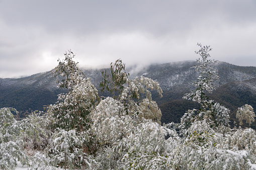 Snow covered eucalyptus trees with mountains on the background. Australian Snowy Mountains winter landscape