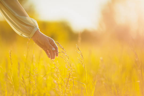 istock Woman hand with ear of wheat. Sunset light. 1163243679