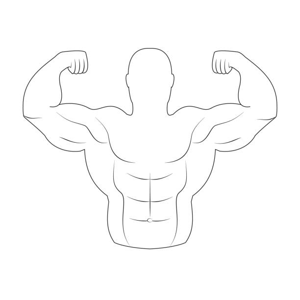 ilustraciones, imágenes clip art, dibujos animados e iconos de stock de ilustración de los músculos culturista - muscular build human muscle men anatomy