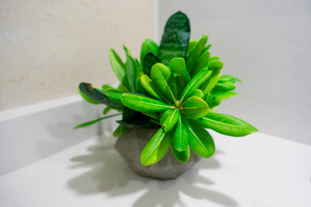 istock Potted Cactus on wooden table background. 1163250706