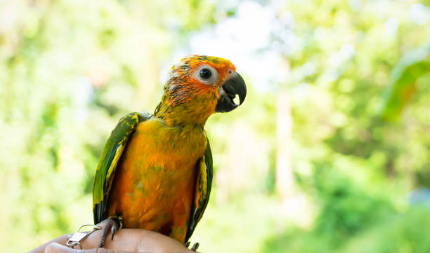 istock Beautiful pet parrots are staring with big eyes. 1163251330