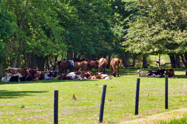 Yearling Thoroughbred foals resting and grazing on a Kentucky horse farm.