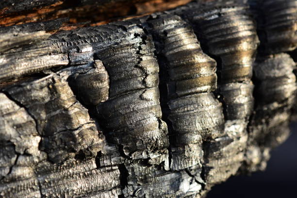 istock Grouped shiny layers of burnt wood on pine trunk 1163252478
