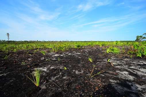 Freshly planted Longleaf Pine seedlings in a rows on burnt ground following harvesting of a pine forest. Photo taken at Etoniah creek state forest in central Florida. Nikon D750 with Venus Laowa 15mm macro lens