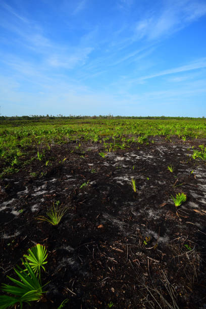 fila de plántulas de pino longleaf plantadas entre saw palmetto recrecimiento en terreno quemado con nubes espumosas en el cielo azul - florida palm tree sky saw palmetto fotografías e imágenes de stock