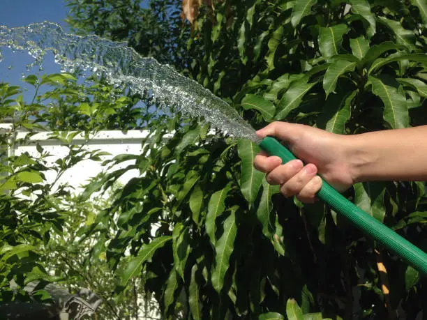 Women's arms are using water-spraying hoses. Injection of water from rubber tube. Watering the trees in front of the house.