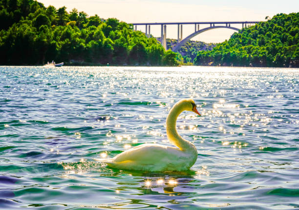 istock Beautiful Swan on Water 1163254775