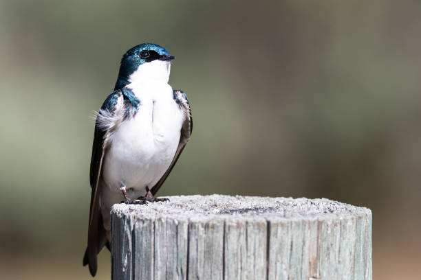 istock Spunky Little Tree Swallow Perched atop a Weathered Wooden Post 1163256342