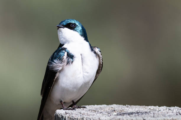 istock Spunky Little Tree Swallow Perched atop a Weathered Wooden Post 1163256350