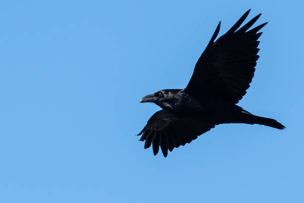 istock Common Black Raven Flying in a Blue Sky 1163256361
