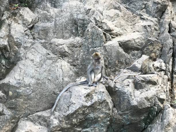 istock Monkey in Amphoe Takua Thung, Phangnga Province, Thailand 1163256439