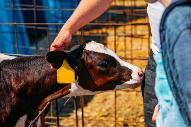 istock Human hand touches and strokes young calf head 1163257233
