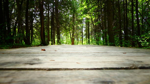 sentiero pedonale in legno nella foresta alla luce del sole - beautiful surface level leaf lush foliage foto e immagini stock