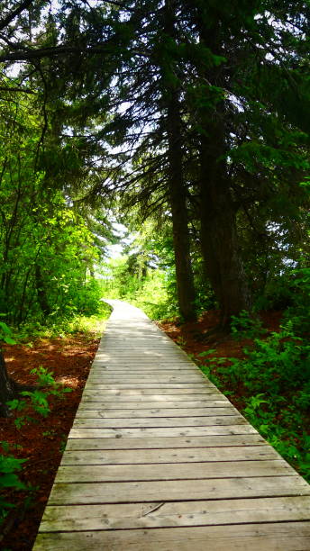 istock Wooden pedestrian path in the forest in sunlight 1163259568