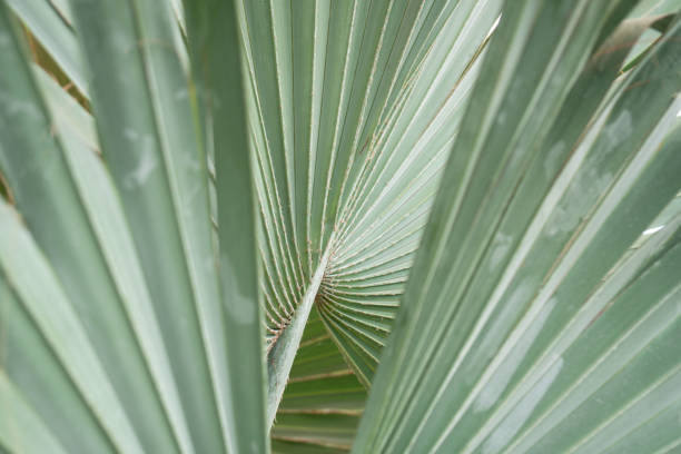 istock Green leaf of palm tree for background 1163259620