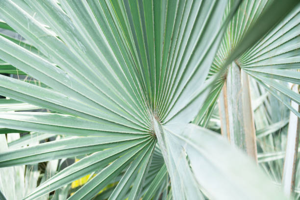 istock Green leaf of palm tree for background 1163259630