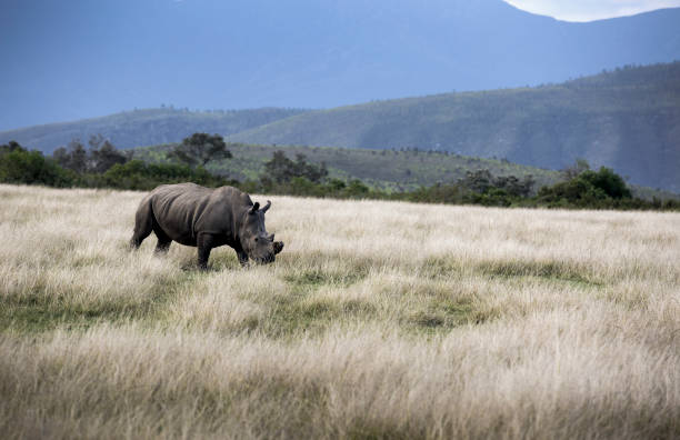 The white Rhinoceros is the largest extant species of Rhinoceros.