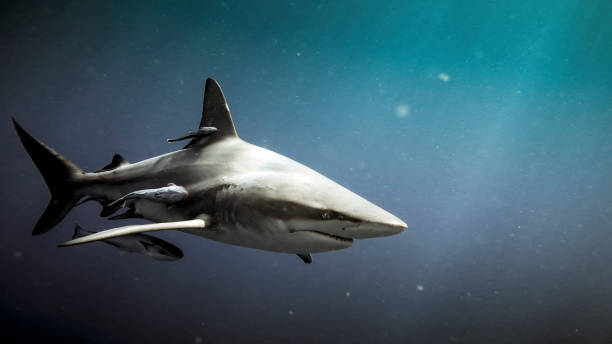 Oceanic blacktip shark and remora fish underwater