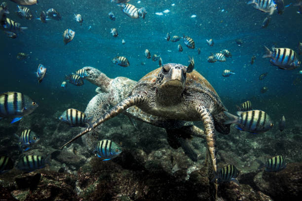 istock Green sea turtle and sergeant major fish underwater 1163261273