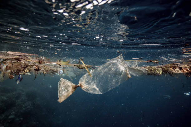 plastiktüte driftet unter wasser über korallenriff - jellyfish sea life cnidarian sea stock-fotos und bilder