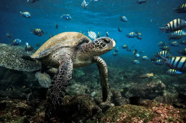 Green sea turtle and school of sergeant major fish in shallow water, Galapagos Islands