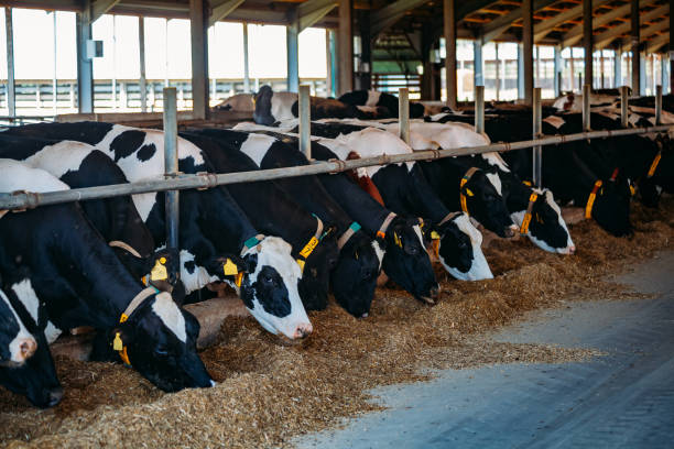 istock Breeding diary cows in free livestock stall 1163261328