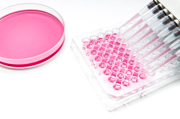 In vitro cellular culture assay using multi-channel pipette, 96-well microplate and petridish containing liquid media stock photo