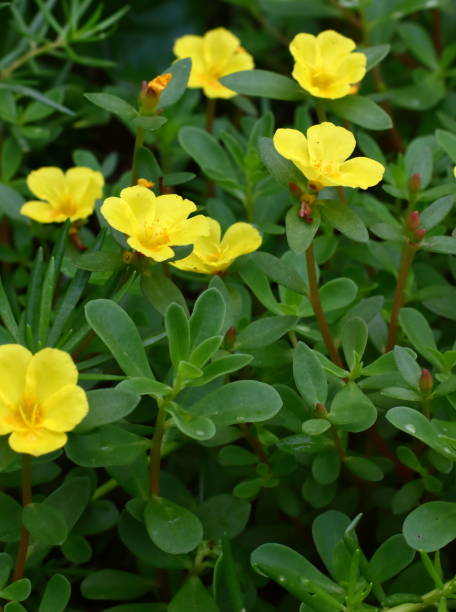 istock beautiful common purslane flower 1163263235
