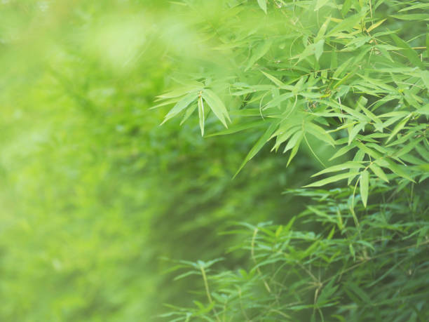 istock Fresh green bamboo leaves at tropical rain forest. 1163264590