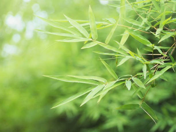 istock Fresh green bamboo leaves at tropical rain forest. 1163264596